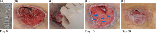 Details are in the caption following the image Details are in the caption following the image
