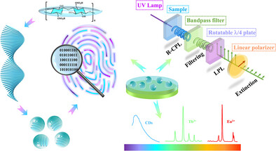 Multilevel Intelligent Anti-Counterfeiting Label with Spatially Selective Dynamic Aurora Response and 3D Mesoscopic Physical Unclonable Function Fingerprint