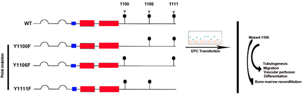 Distinct Tie2 tyrosine phosphorylation sites dictate phenotypic switching in endothelial progenitor cells