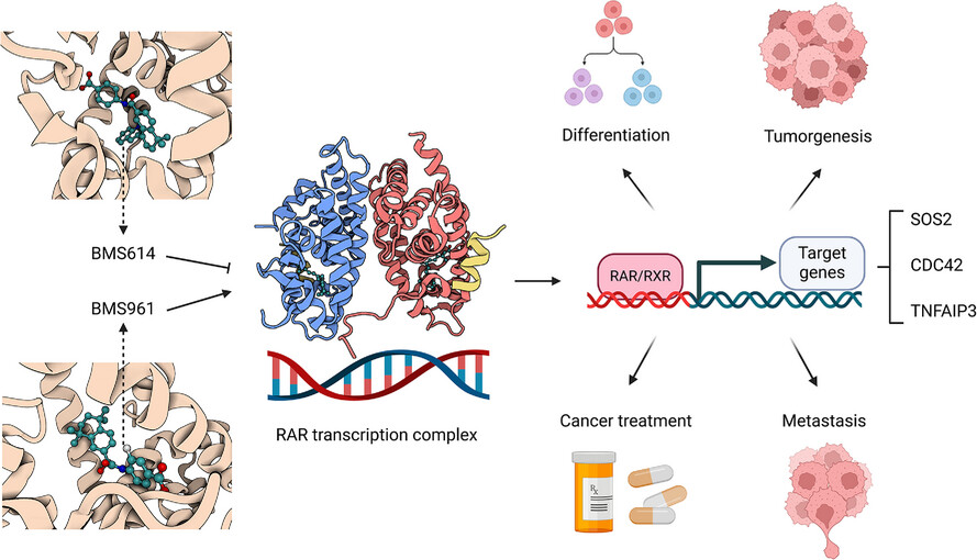 Structural insights into retinoic acid receptor activation and selective modulators