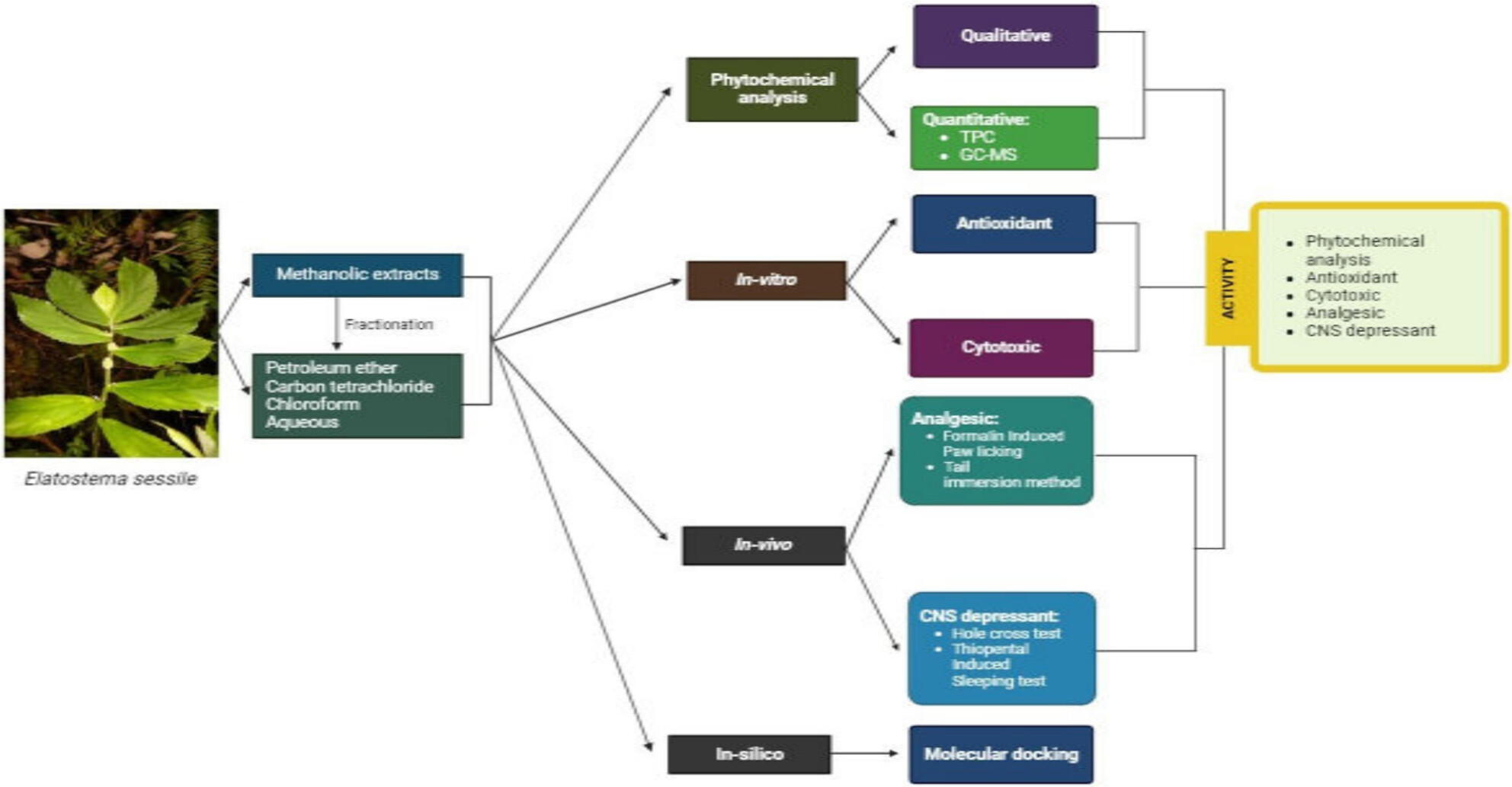 Evaluation of In Vitro and In Vivo Pharmacological Activity of Elatostema sessile With In Silico Approaches