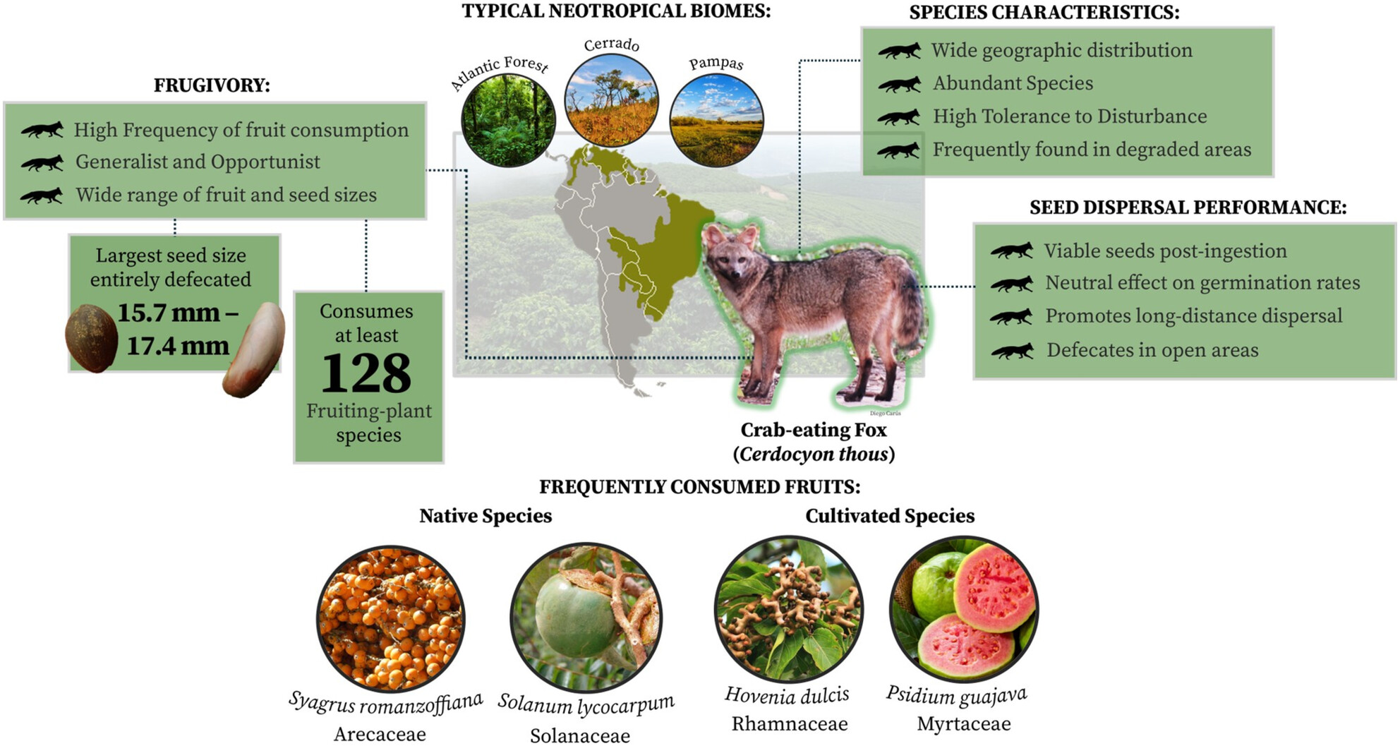 Frugivory by the Crab-Eating Fox (Cerdocyon thous) and Its Seed Dispersal Potential: A Review Issue ,
