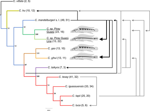 Parallel evolution of a new sympatric species pair of Crenicichla (Teleostei: Cichlidae) from Misiones, Argentina with a review of biogeography and mitonuclear discordance in the C. mandelburgeri species complex