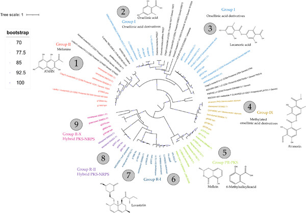 Biosynthetic gene cluster synteny: Orthologous polyketide synthases in Hypogymnia physodes, Hypogymnia tubulosa, and Parmelia sulcata