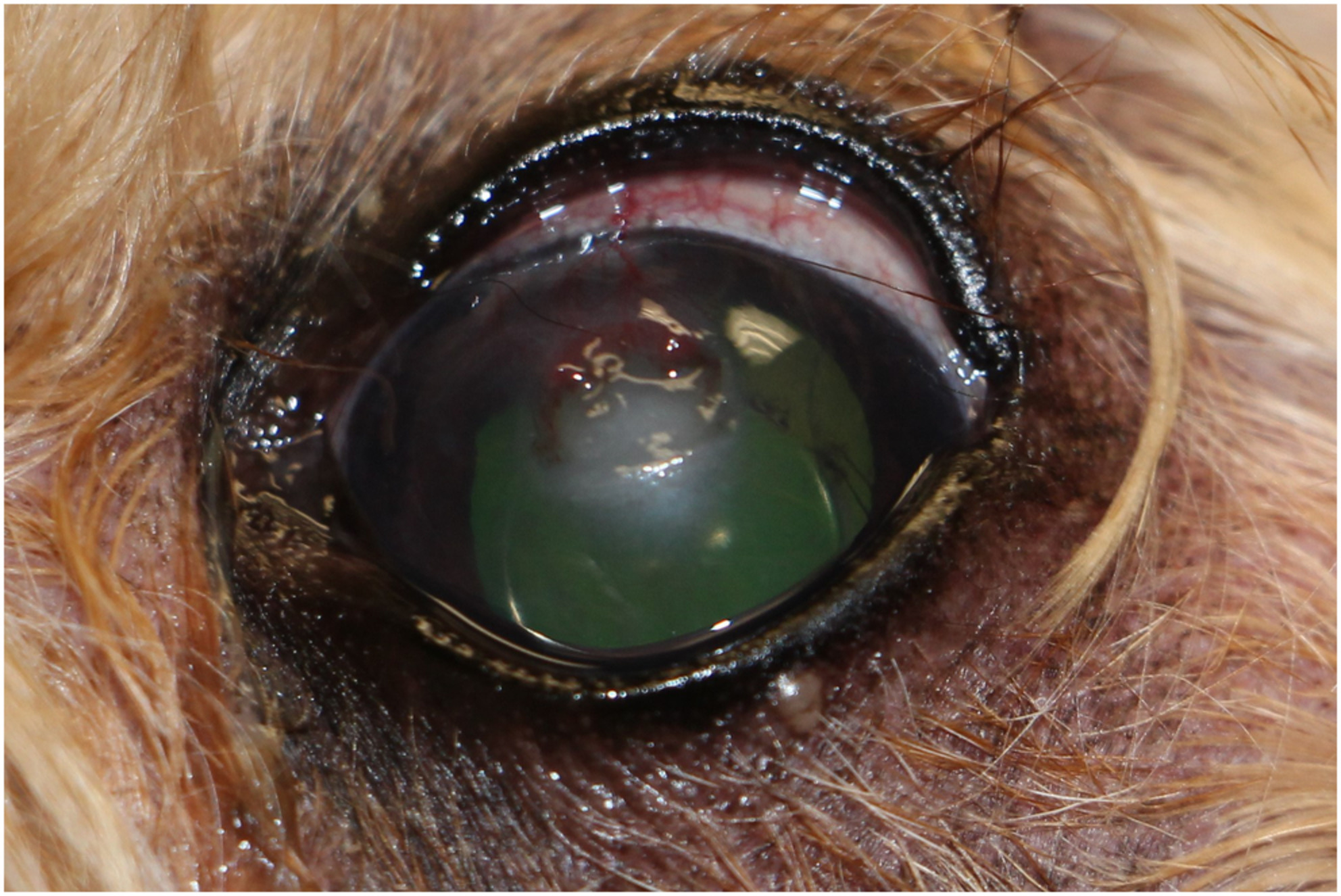 Salmonella infantis ulcerative keratitis in a dog
