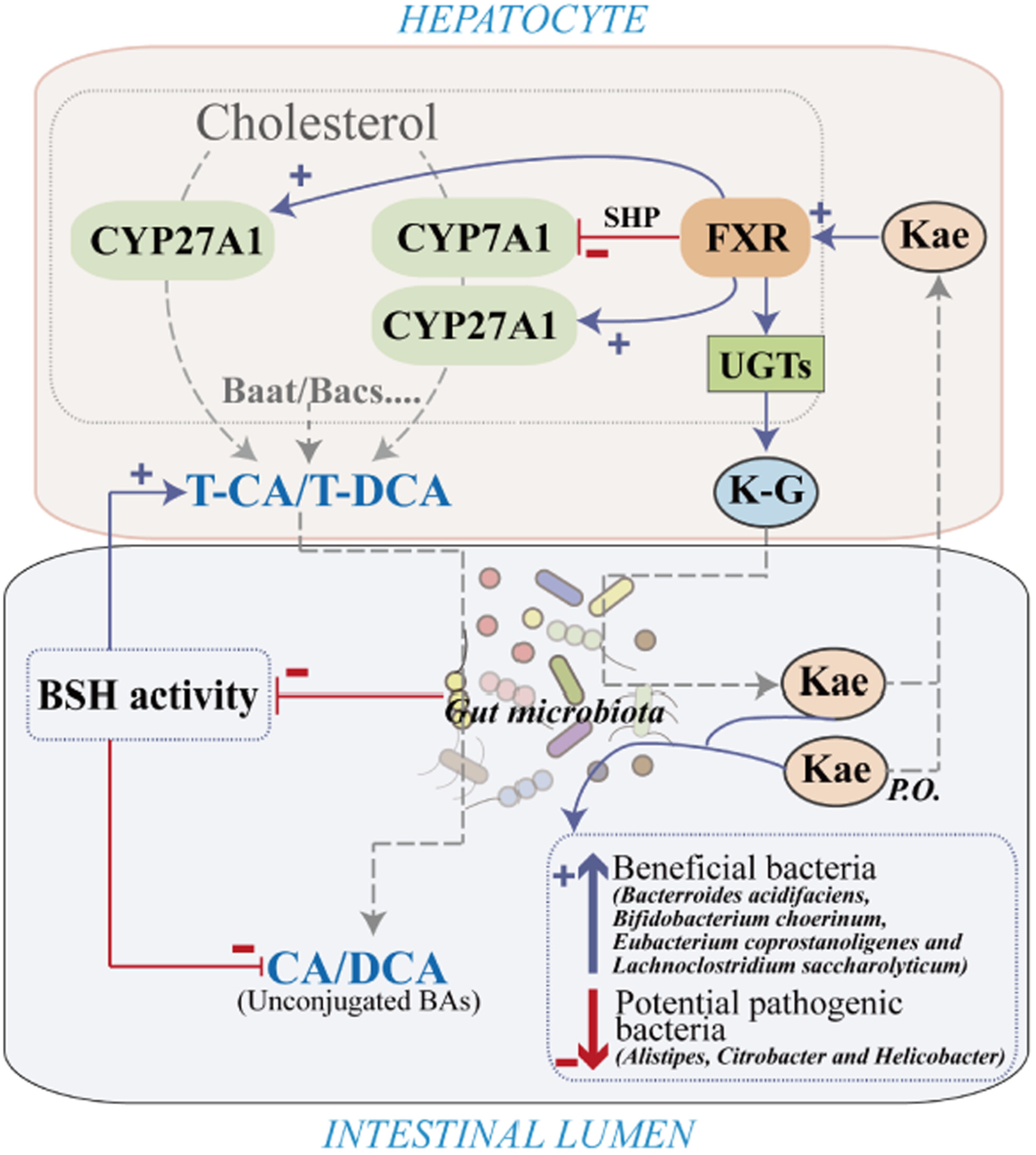 The Prebiotic Effect of Kaempferol in Regulating Bile Acid Metabolism