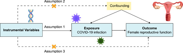 Causality between COVID-19 and female reproductive function: A Mendelian randomization study