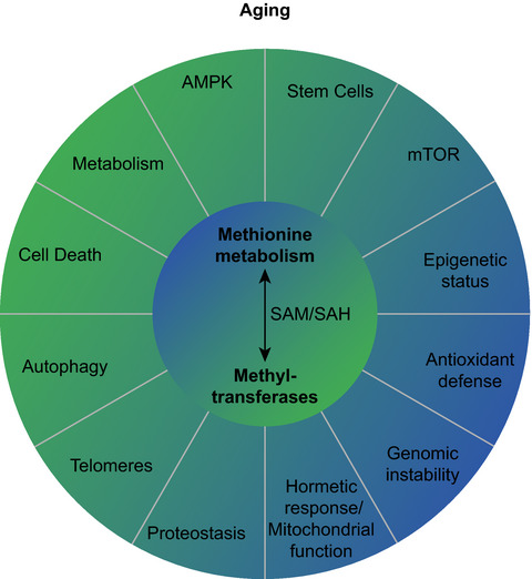 Methionine metabolism and methyltransferases in the regulation of aging and lifespan extension across species