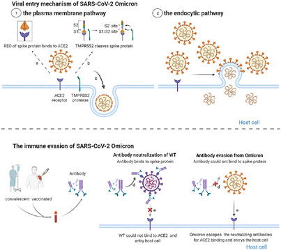 SARS-CoV-2 Omicron variant: Immune escape and vaccine development