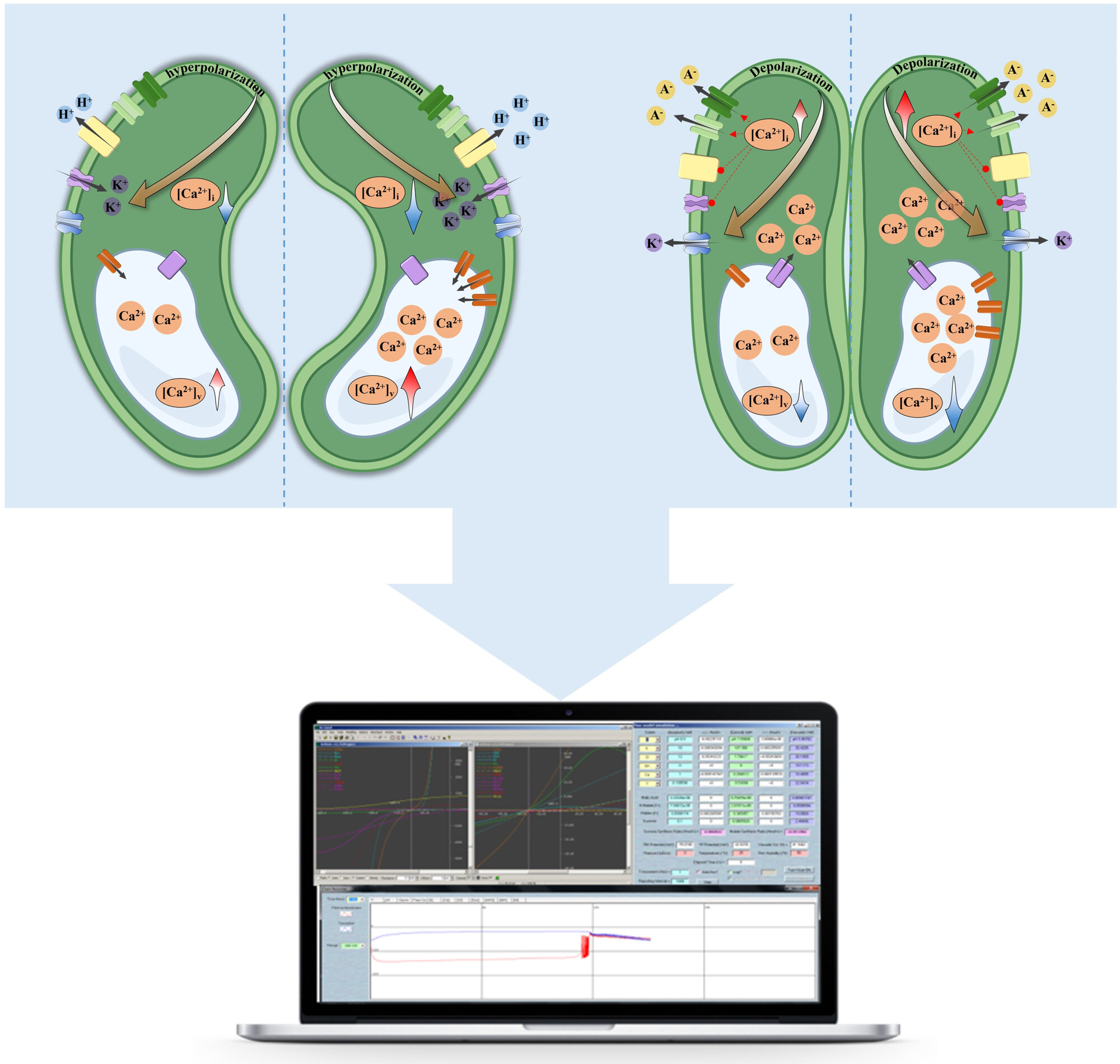 Overexpression of tonoplast Ca2+-ATPase in guard cells synergistically enhances stomatal opening and drought tolerance
