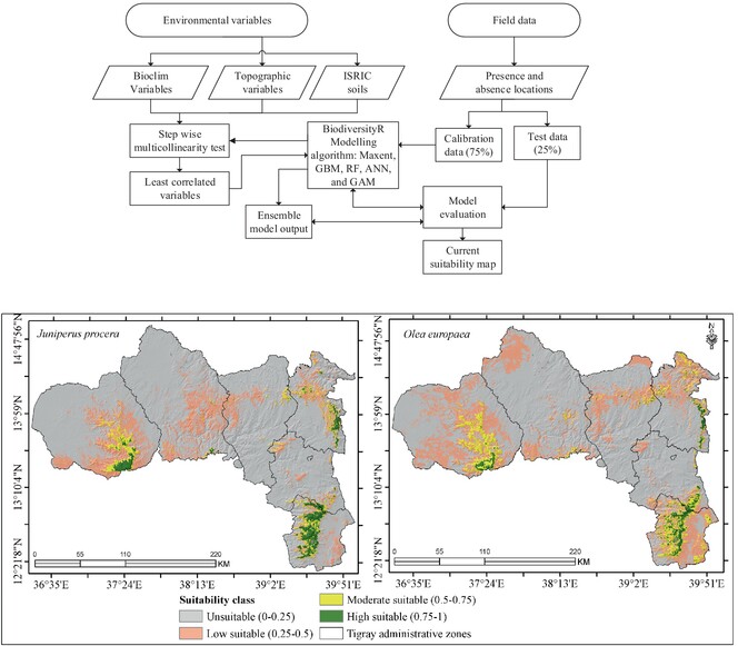 Revealing suitable habitats for Juniperus procera and Olea europaea tree species in the remnant dry Afromontane forests of Ethiopia: Insights from ensemble species distribution modeling approach