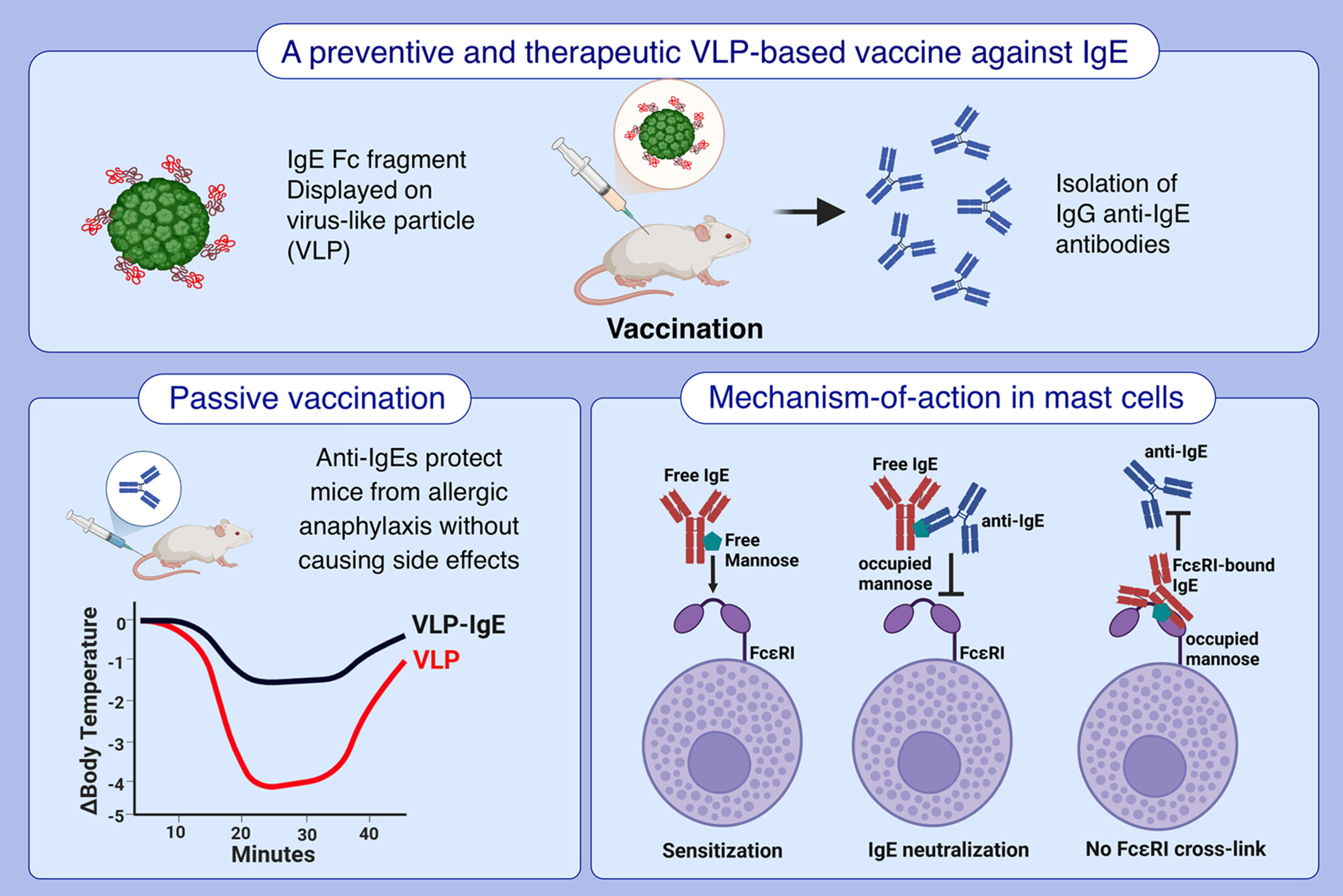 Vaccine-Induced Anti-IgE Antibodies Neutralize Free IgE but Fail to Bind and Activate Mast Cell-Displayed IgE