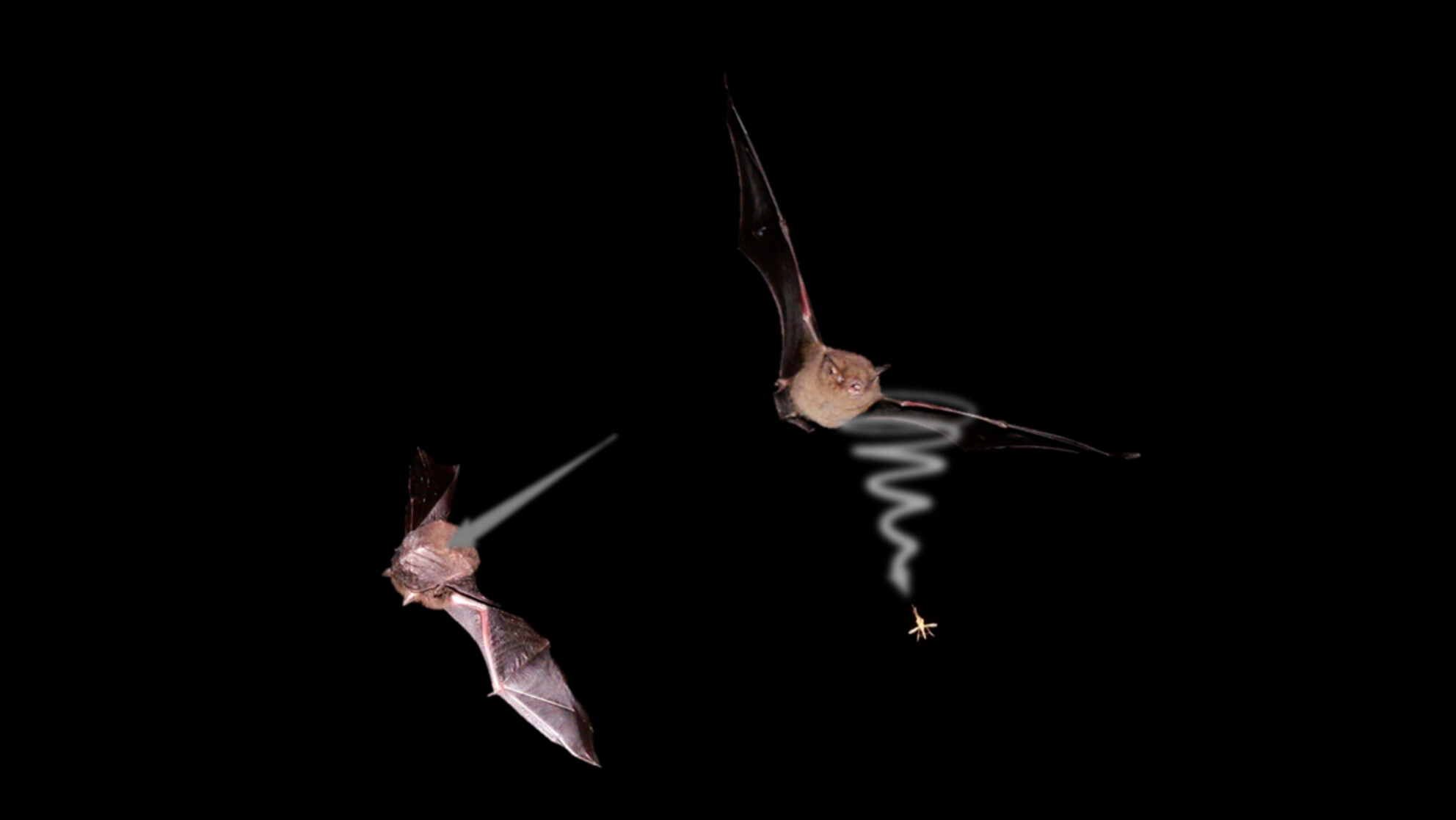 Evasive Maneuvers of Mosquitoes Reveal Variability in Escape Success and Echolocation Plasticity of Myotis riparius (Vespertilionidae)