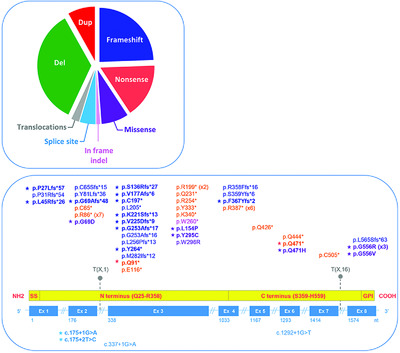 Mutation update for the GPC3 gene involved in Simpson-Golabi-Behmel syndrome and review of the literature