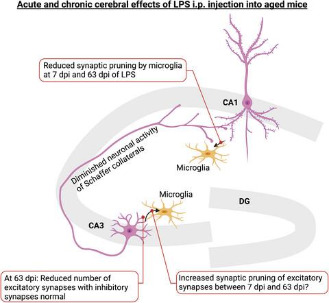 Systemic inflammation induced the delayed reduction of excitatory synapses in the CA3 during ageing