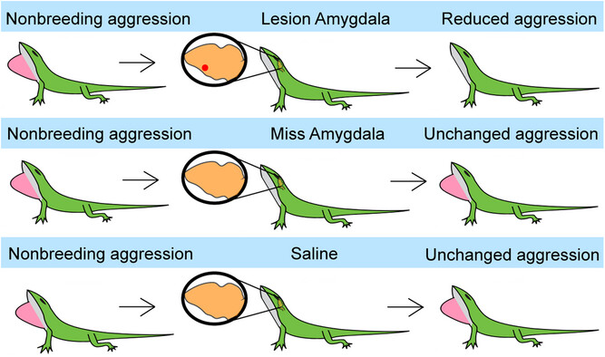 The Role of the Amygdala in Nonbreeding Aggression in Male Green Anole Lizards, Anolis carolinensis Issue 7, 2025