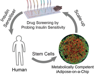 Probing Insulin Sensitivity with Metabolically Competent Human Stem Cell-Derived White Adipose Tissue Microphysiological Systems