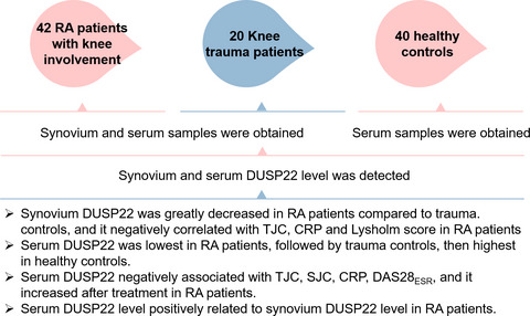 Measurement of synovium and serum dual specificity phosphatase 22 level: Their inter-correlation and potency as biomarkers in rheumatoid arthritis