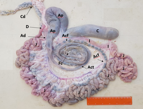 Details are in the caption following the image