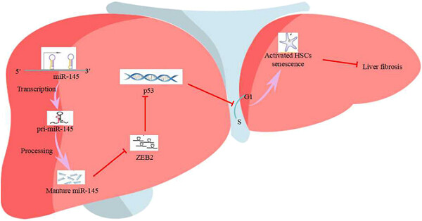 MicroRNA-145 induces the senescence of activated hepatic stellate cells through the activation of p53 pathway by ZEB2