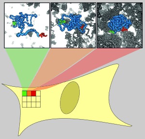 Excluded-Volume Effects in Living Cells