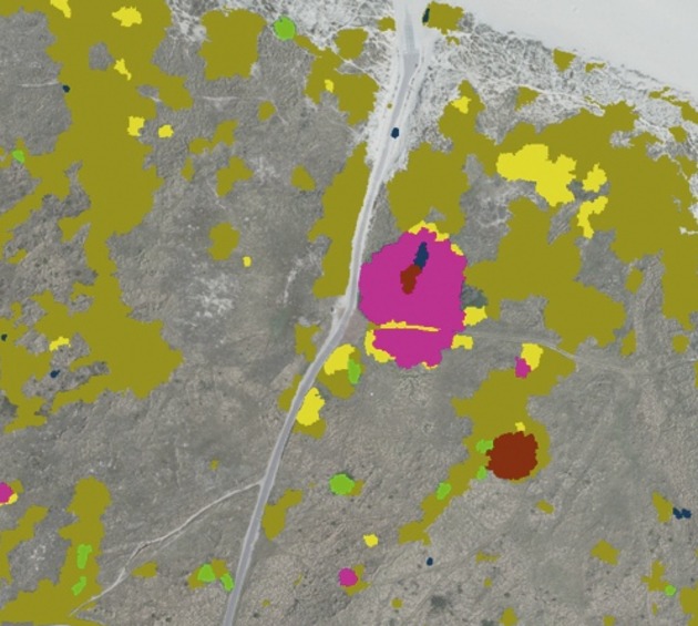 Mapping invasive woody species in coastal dunes in the Netherlands: a remote sensing approach using LIDAR and high-resolution aerial photographs