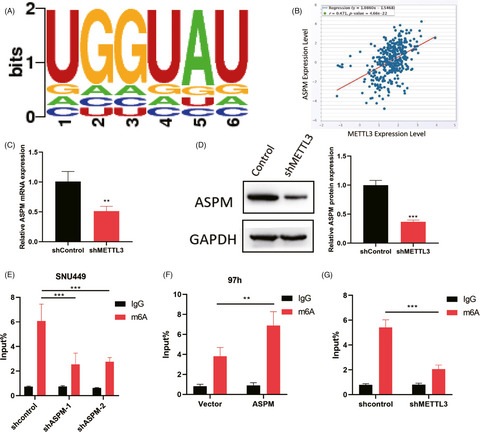 METTL3-mediated m6A methylation of ASPM drives hepatocellular carcinoma cells growth and metastasis