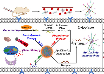 Endogenous mRNA Triggered DNA-Au Nanomachine for In Situ Imaging and Targeted Multimodal Synergistic Cancer Therapy