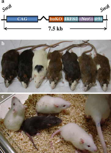 Details are in the caption following the image Details are in the caption following the image