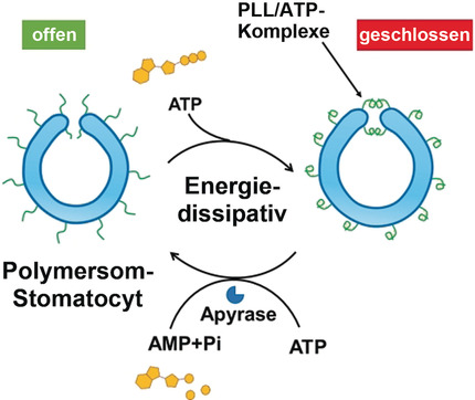 ATP-Mediated Transient Behavior of Stomatocyte Nanosystems