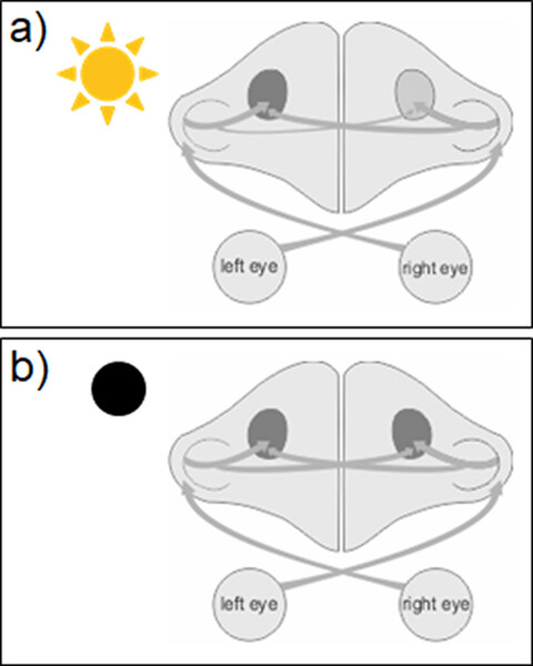 Light-dependent development of the tectorotundal projection in pigeons