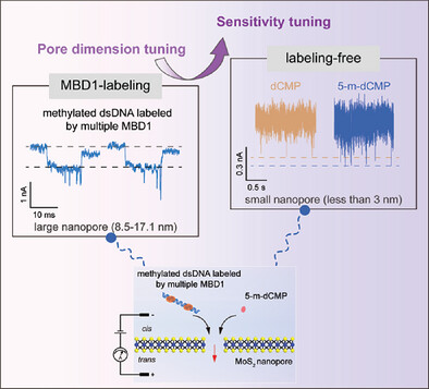 Tuning the Sensitivity of MoS2 Nanopores: From Labeling to Labeling-Free Detection of DNA Methylation