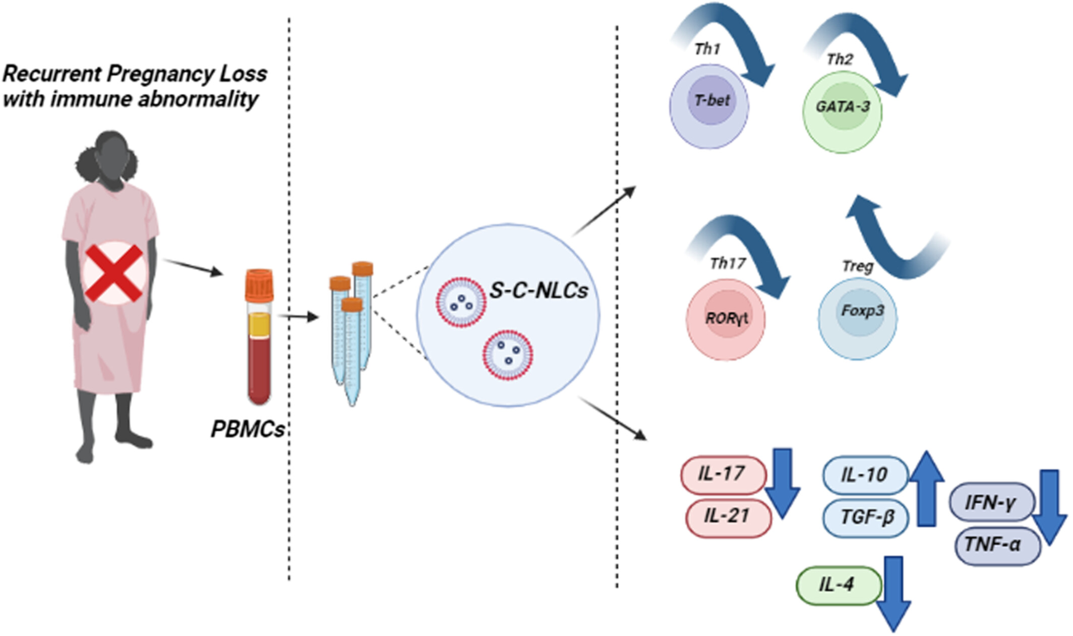 Sirolimus- and cyclosporine-loaded nanostructured lipid carriers: Development, characterization, and in vitro evaluation in T-cell profiles of patients with a history of recurrent pregnancy loss