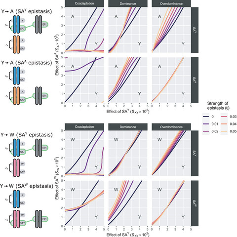 Epistatic interactions between sex chromosomes and autosomes can affect the stability of sex determination systems