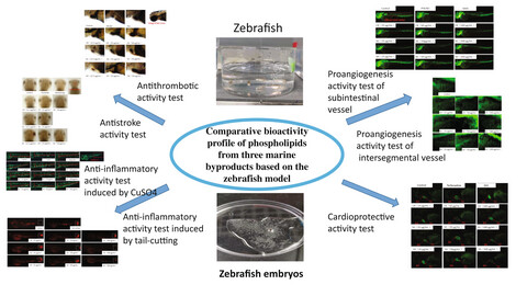 Comparative bioactivity profile of phospholipids from three marine byproducts based on the zebrafish model