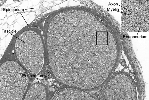 Details are in the caption following the image Details are in the caption following the image