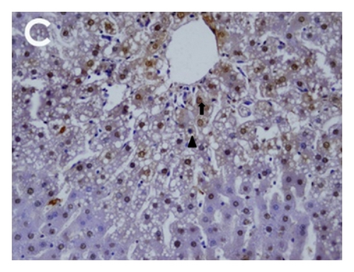 Details are in the caption following the image Details are in the caption following the image