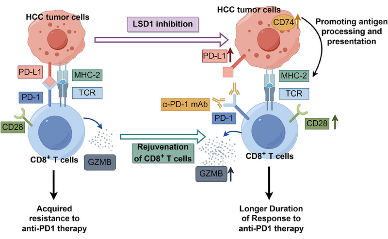 Lysine-specific demethylase 1 deletion reshapes tumour microenvironment to overcome acquired resistance to anti-programmed death 1 therapy in liver cancer