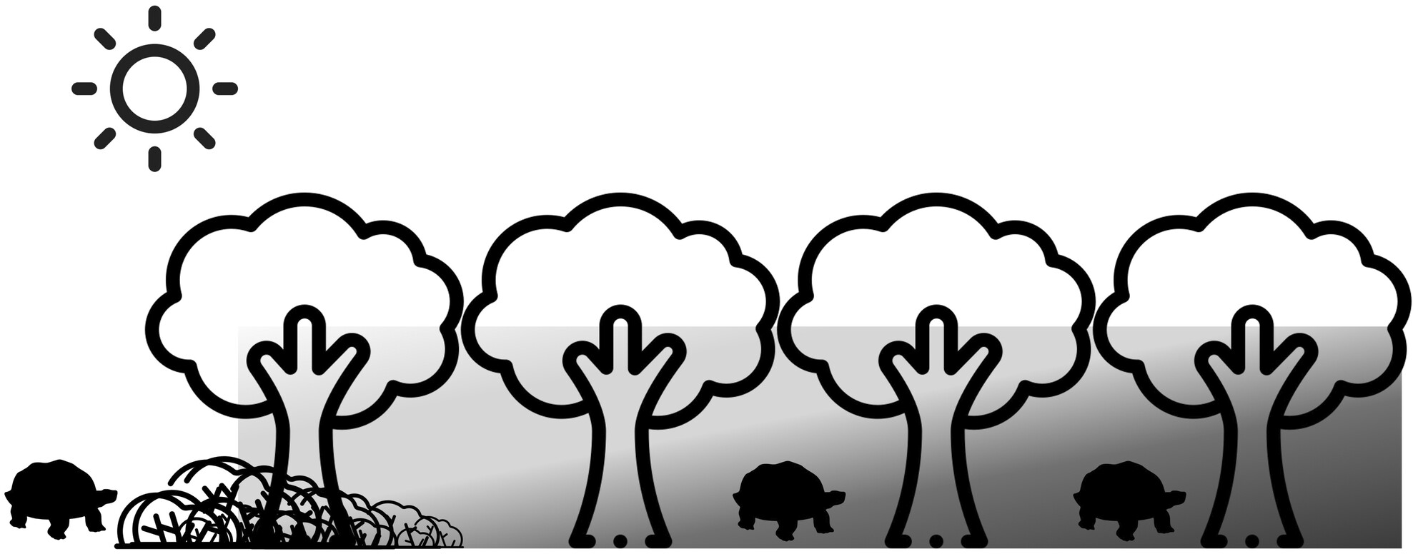 Invasion by Cedrela odorata threatens long distance migration of Galapagos tortoises