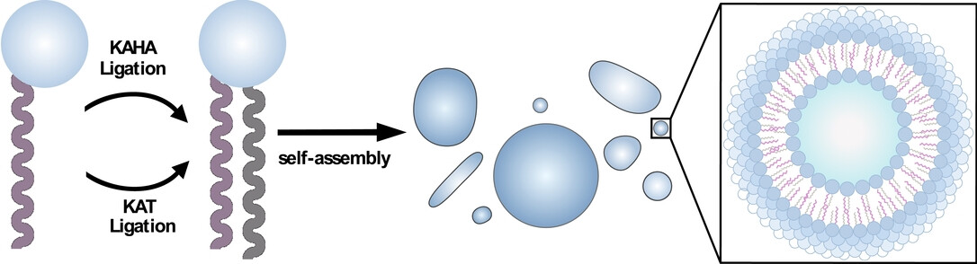 Rapid Formation of Non-canonical Phospholipid Membranes by Chemoselective Amide-Forming Ligations with Hydroxylamines**