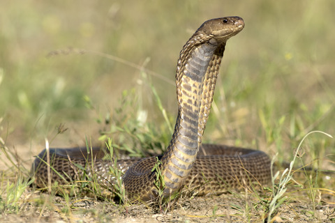 The phylogeny, phylogeography, and diversification history of the westernmost Asian cobra (Serpentes: Elapidae: Naja oxiana) in the Trans-Caspian region