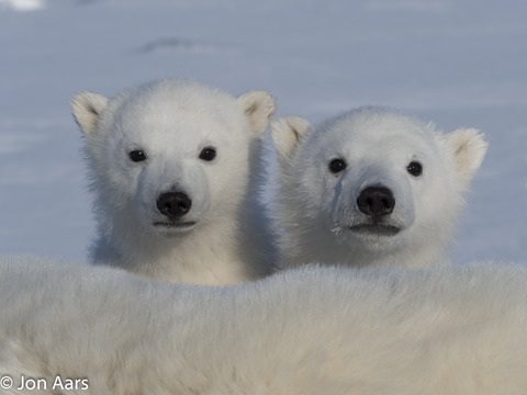 Modeling the demography of species providing extended parental care: A capture–recapture multievent model with a case study on polar bears (Ursus maritimus)