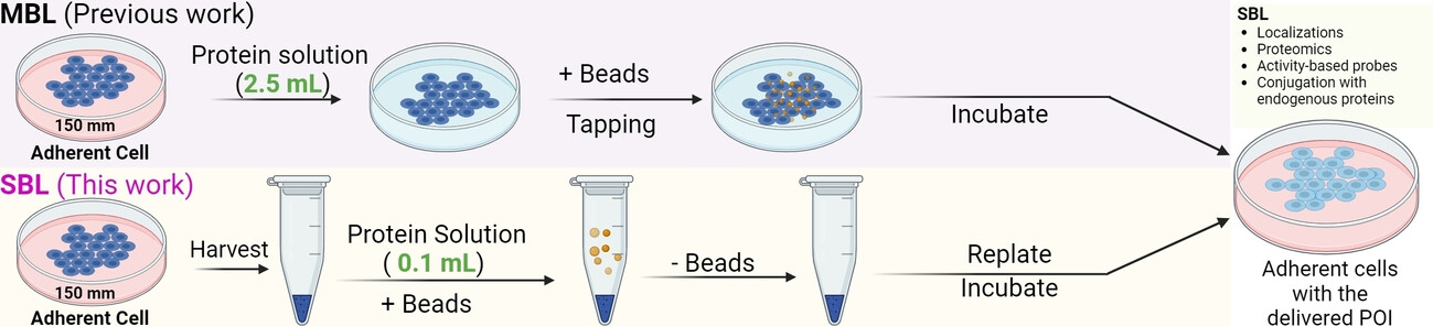 Suspension Bead Loading (SBL): An Economical Protein Delivery Platform to Study URM1’s Behavior in Live Cells