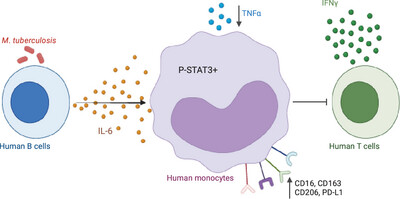 Human IL-6-Producing B Cells Promote the Differentiation of Monocytes Toward an Anti-Inflammatory CD16⁺CD163⁺CD206⁺PD-L1⁺ Phenotype in Tuberculosis