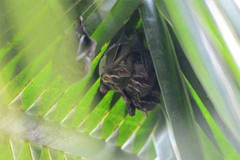 Tent-roosting may have driven the evolution of yellow skin coloration in Stenodermatinae bats