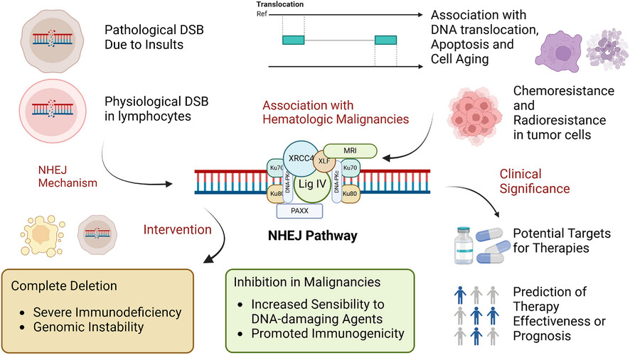 Current advances in the role of classical non-homologous end joining in hematologic malignancies Issue 3, 2025