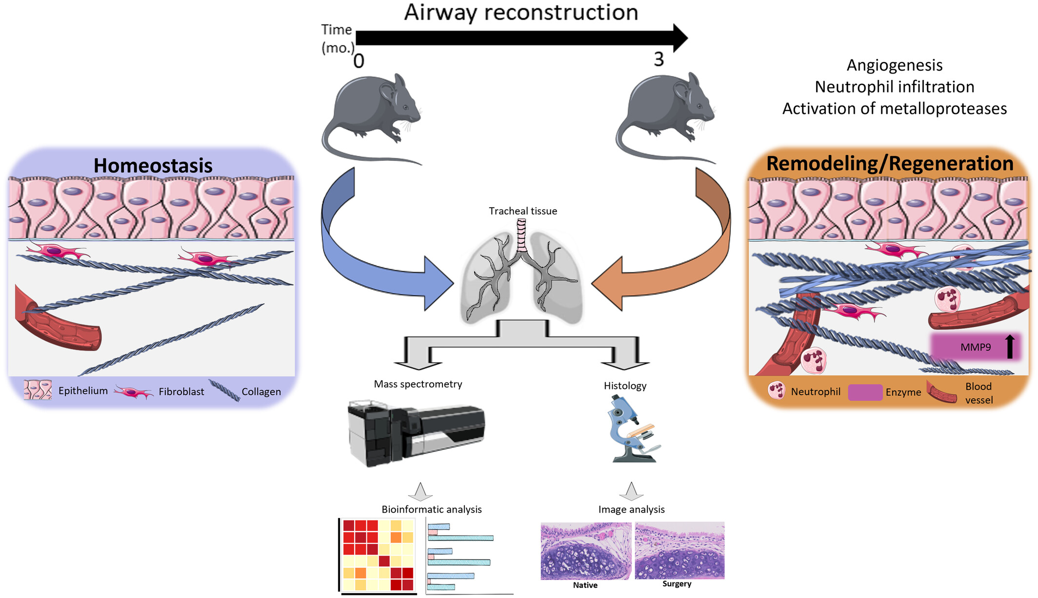Proteomic Analysis of Surgery-induced Stress Post-Tracheal Transplantation Highlights Changes in Matrisome