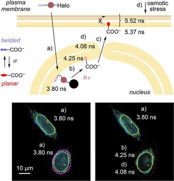 Photocleavable Fluorescent Membrane Tension Probes: Fast Release with Spatiotemporal Control in Inner Leaflets of Plasma Membrane, Nuclear Envelope, and Secretory Pathway