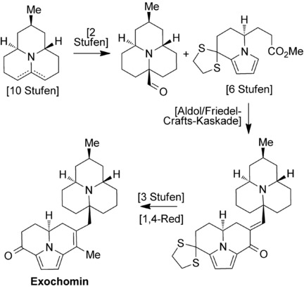 The Enantioselective Total Synthesis of Exochomine