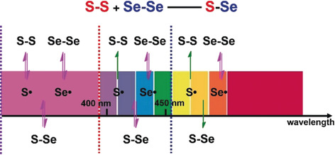 Wavelength-Controlled Dynamic Metathesis: A Light-Driven Exchange Reaction between Disulfide and Diselenide Bonds